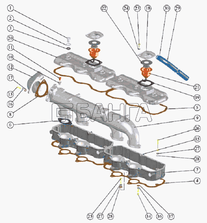 ММЗ Д 260.1(2 9) Схема Крышки головок цилиндров коллектор и banga.ua